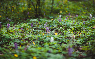 beautiful flowers in nature beautiful nature