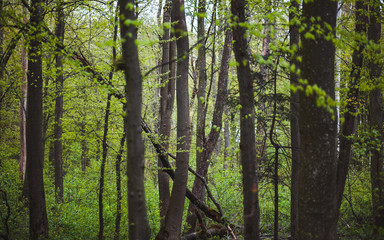 Obraz na płótnie Canvas trees in the forest beautiful scenery