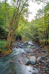 Landscape with mountain river flowing through the forest