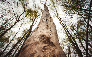 Fototapeta premium trees in the forest beautiful scenery