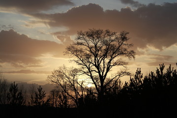 sunset over the field