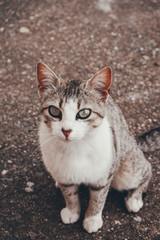 Fototapeta na wymiar Amazing and beautiful cat outdoors