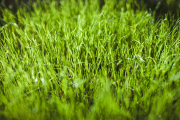 green fresh lawn grass. Beautiful green background