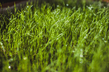 green fresh lawn grass. Beautiful green background