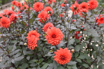 Dahlias rouge au jardin en été