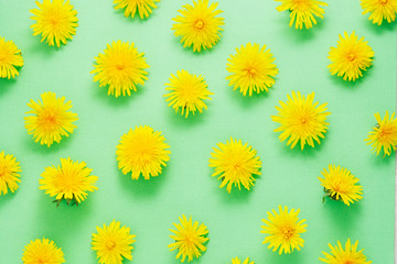 Yellow dandelion flowers on green background. Flat lay.