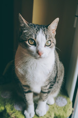 Obraz premium Beautiful and curious tabby cat