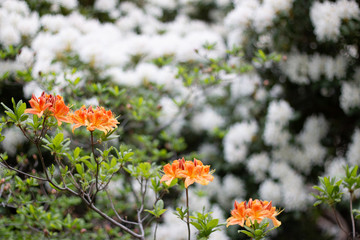 orange flowers with white bokeh