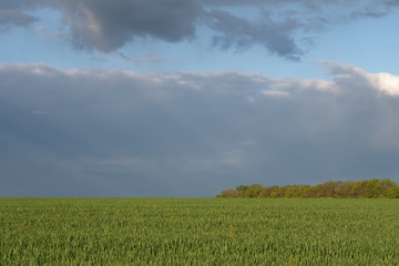 field, sky, grass, landscape, green, blue, nature, summer, meadow, agriculture, cloud, clouds, spring, horizon, rural, wheat, farm, sun, country, plant, land, countryside, scene, environment, day