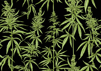 Hemp, Cannabis seamless pattern, background. Vector illustration. In botanical style Isolated on black background..