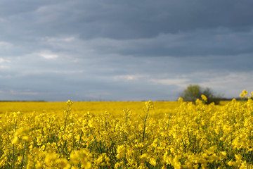 field, sky, yellow, landscape, agriculture, nature, flower, canola, rapeseed, blue, spring, summer, meadow, farm, clouds, rural, flowers, plant, green, countryside, oilseed, cloud, oil, blossom, sunny