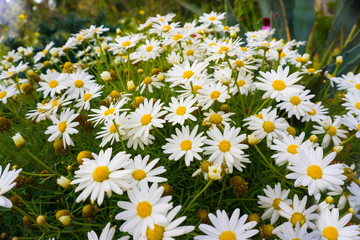 Yellow daisy flowers closeup in green meadow. Flowering of daisies. Common Oxeye daisy. Leucanthemum vulgare. Dox-eye. Dog daisy. Moon daisy. Renewal garden beauty in spring concept. Selective focus.