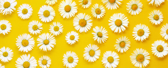 Abstract background with white chamomile daisy flowers on yellow background. Banner.