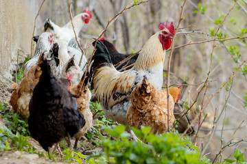 A flock of chickens roam freely in a lush green paddock
