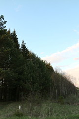 spruce trees in spring village