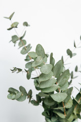 Macro photograph of an eucalyptus plant