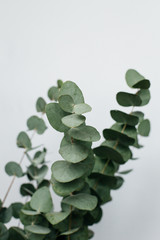 Macro photograph of an eucalyptus plant