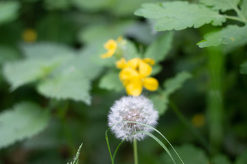 yellow flower with bokeh