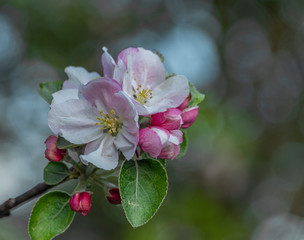Color fresh spring apple tree bloom in nice morning