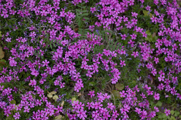 violet flower backround