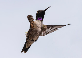 Black-Chinned Hummingbird (Archilochus alexandri) Showing His Gorget in Flight on Plain Background