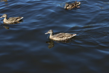 wild gray duck is swimming on the lake in the afternoon in summertime. there are 2 another ducks on the background