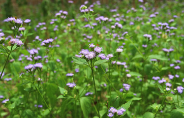 Fototapeta premium Pastel purple flower field with an orange bug on a blooming flower