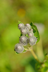 Filz-Klette oder Wollkopf-Klette (Arctium tomentosum) 