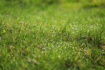 Naklejka premium A drop of dew on the grass. Green grassy background with bokeh from dew. Eco friendly landscape