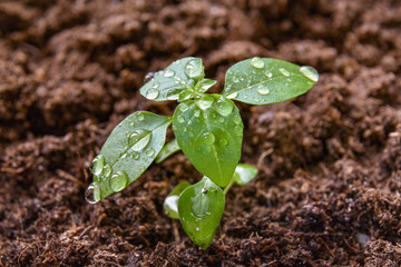 young plant in the ground