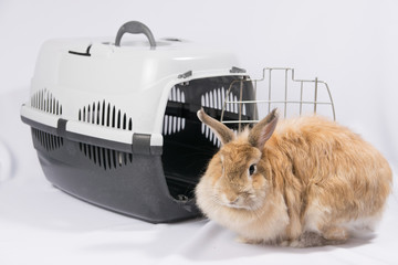 Obraz premium Red-haired decorative rabbit sits near a carrier for animals.