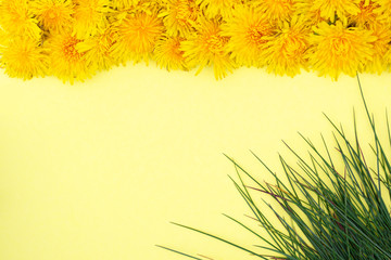 Spring or summer mood. Yellow dandelions lie in a row from the top, green grass in the corner on a yellow background. Frame. Place for text