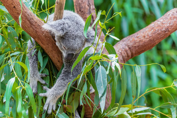 Fototapeta premium Australischer Koala Bär in einem Eukalyptusbaum in Queensland