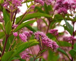 pink flowers in the garden