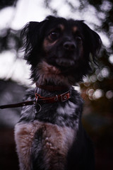 Perro negro y marrón con cielo nublado, collar rojo