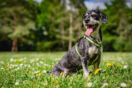 Portrait of a happy havanese dog with open mouth, sticking out a pink tongue, sitting on green grass with yellow dandelions and white daisy flowers. Sunny day in a park, trees and sky in background.