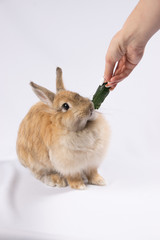 Red-haired fluffy hare on a white background eats a cucumber from his hand