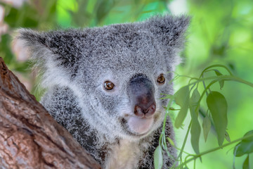 Obraz premium Australischer Koala Bär in einem Eukalyptusbaum in Queensland