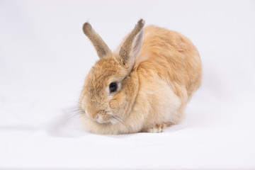 Fluffy red hare sitting on a white background