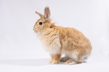 Fluffy red hare sitting on a white background