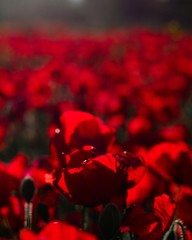 Fototapeta na wymiar Campo de amapolas enfocadas de cerca, tonos rojos saturados, flores vistas de cerca 
