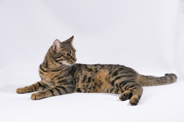 Tabby cat lies on a white background and looks to the right