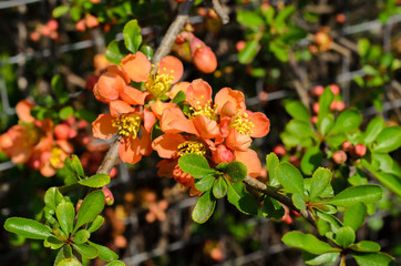 Branch of Japanese Quince with orange flowers. Colorful blooming bush