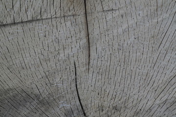 Fototapeta premium old wood texture