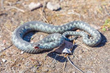 Grey viper or adder venomous snake in attacking or defencive pose rolled in knit on brown spring soil or ground pathway among old leaves, grass and branches