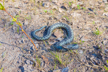 Grey viper or adder venomous snake in attacking or defencive pose rolled in knit on brown spring...