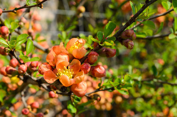 Branch of Japanese Quince with orange flowers. Colorful blooming bush