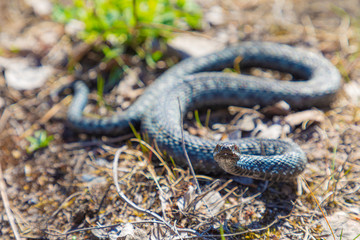 Grey viper or adder venomous snake in attacking or defencive pose rolled in knit on brown spring...