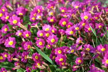 Obraz premium Beautiful floral landscape. Bright spring flowers