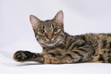 Tabby cat lies on a white background and looks at the camera
